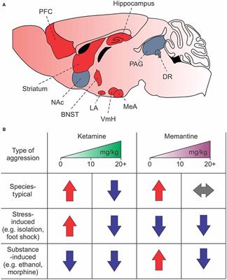 Promises and Pitfalls of NMDA Receptor Antagonists in Treating Violent Aggression